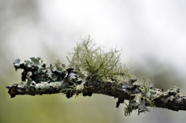 摄影 标题为“Lichen” 由Ernest Tosetti, 原创艺术品, 数码摄影