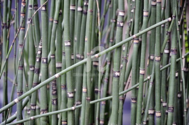 Fotografie mit dem Titel "Bambou" von Ernest Tosetti, Original-Kunstwerk, Digitale Fotografie
