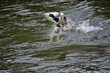 Fotografia intitulada "Canards" por Ernest Tosetti, Obras de arte originais, Fotografia digital