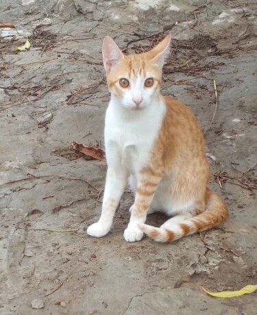 "Leon - cat" başlıklı Fotoğraf Escritor Irineu Correia tarafından, Orijinal sanat, Fotoşoplu fotoğrafçılık