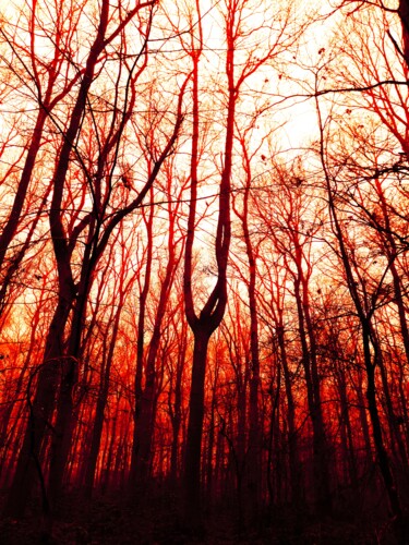 Photographie intitulée "Burning Forest" par Esmeralda Skverer, Œuvre d'art originale, Photographie numérique