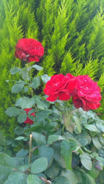 "Kırmızı güller" başlıklı Fotoğraf Esma Dinçer tarafından, Orijinal sanat, Fotoşopsuz fotoğraf