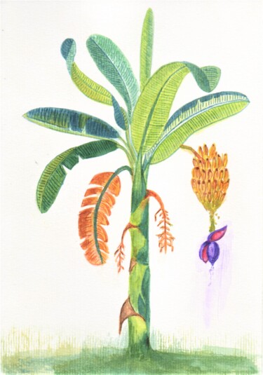 Malerei mit dem Titel "Bananeira brasileira" von Esmerald Mell, Original-Kunstwerk, Aquarell