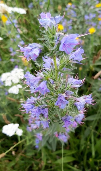 Photographie intitulée "FLEURS BLEUES" par J3cm (Carine), Œuvre d'art originale, Photographie numérique