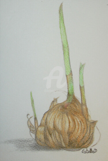 Drawing titled "Crocus sativus - Re…" by Estelle D, Original Artwork, Graphite