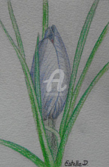 Dessin intitulée "Crocus sativus - Qu…" par Estelle D, Œuvre d'art originale, Graphite
