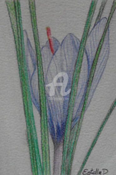Dessin intitulée "Crocus sativus - Of…" par Estelle D, Œuvre d'art originale, Graphite