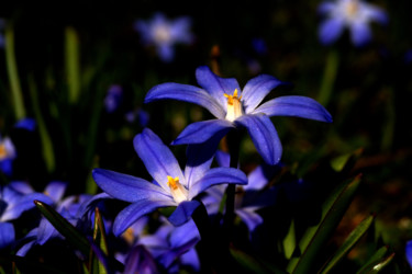 Fotografie mit dem Titel "Magische Blumen" von Sandra Estupinan, Original-Kunstwerk