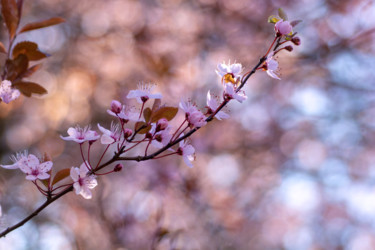 Photographie intitulée "El rosado en la pri…" par Sandra Estupinan, Œuvre d'art originale