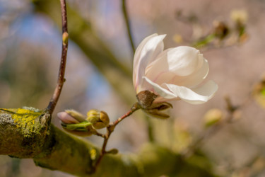 Photographie intitulée "Paz" par Sandra Estupinan, Œuvre d'art originale, Photographie manipulée