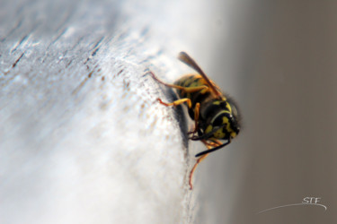 Frelon. Photographie intitulée "Frelon." par Etienne, Œuvre d'art originale,