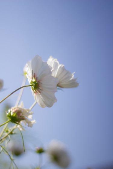 Fotografía titulada "flor-blancaalta.jpg" por Immaga, Obra de arte original