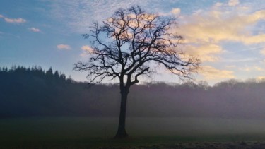 Photography titled "L' Arbre dans la br…" by Eva Fauvel, Original Artwork