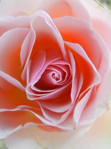 Photographie intitulée "Virginité d'une rose" par Eva Fauvel, Œuvre d'art originale