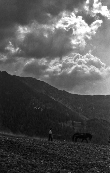 Photographie intitulée "cheval de Mérens au…" par Gilbert Le Vast, Œuvre d'art originale, Photographie argentique