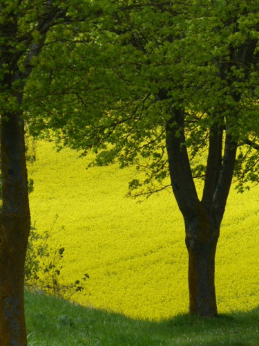 Photographie intitulée "l-habit-jaune-vexin…" par Eve Cloarec, Œuvre d'art originale