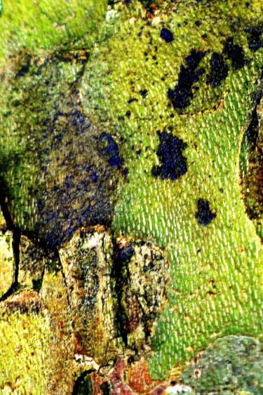 摄影 标题为“L'entrée de la forêt” 由Eve Cloarec, 原创艺术品, 数码摄影