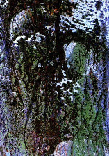 摄影 标题为“L'esprit de l'arbre…” 由Eve Cloarec, 原创艺术品, 数码摄影