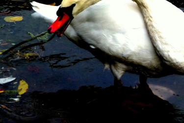 Photographie intitulée "LE CYGNE (1).jpg" par Eve Cloarec, Œuvre d'art originale