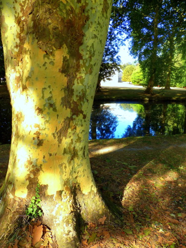 Photographie intitulée "Au pied des arbres 3" par Eve Cloarec, Œuvre d'art originale, Photographie numérique