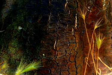 Fotografia intitulada "Au pied des arbres 2" por Eve Cloarec, Obras de arte originais, Fotografia digital