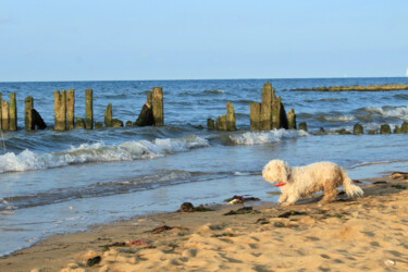 Photography titled "The dog and the sea" by Evelyne Descamps, Original Artwork