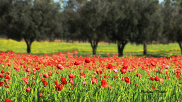 Photographie intitulée "Champ de coquelicots" par Evelyne Descamps, Œuvre d'art originale