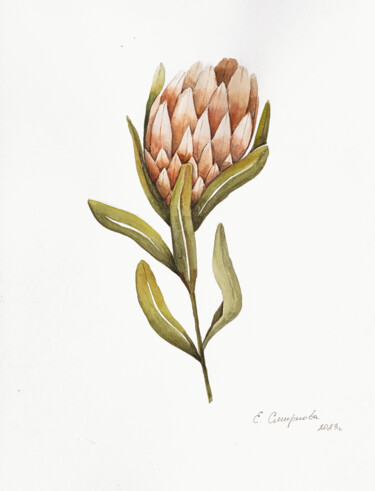 Peinture intitulée "Protea" par Evgenia Smirnova, Œuvre d'art originale, Aquarelle