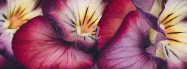 Digital Arts titled "Viola tricolor clos…" by Ievgeniia Bidiuk, Original Artwork, Digital Painting