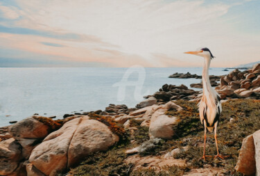 Цифровое искусство под названием "Egret on a rocky se…" - Ievgeniia Bidiuk, Подлинное произведение искусства, 3D моделирован…