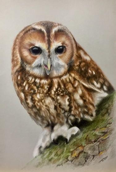 Drawing titled "Towny owl" by Evgeniy Karpenko, Original Artwork, Pencil