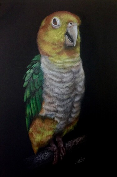 Disegno intitolato "Parrot" da Evgeniy Karpenko, Opera d'arte originale, Matite colorate