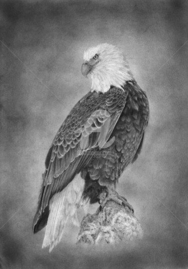 Dibujo titulada "Eagle" por Evgenii Fil, Obra de arte original, Grafito