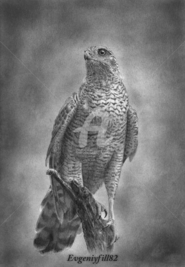 Drawing titled "Falcon" by Evgenii Fil, Original Artwork, Graphite