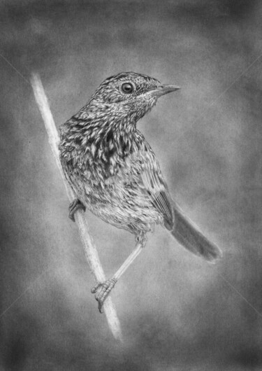 Dibujo titulada "Little bird 4" por Evgenii Fil, Obra de arte original, Grafito