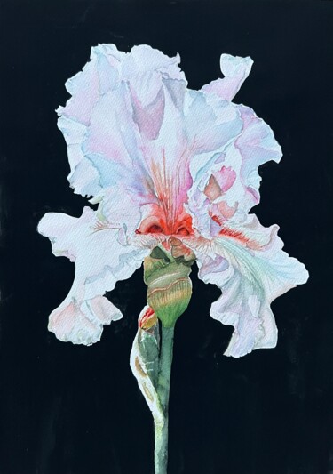 Schilderij getiteld "Iris" door Ewa Helzen, Origineel Kunstwerk, Aquarel