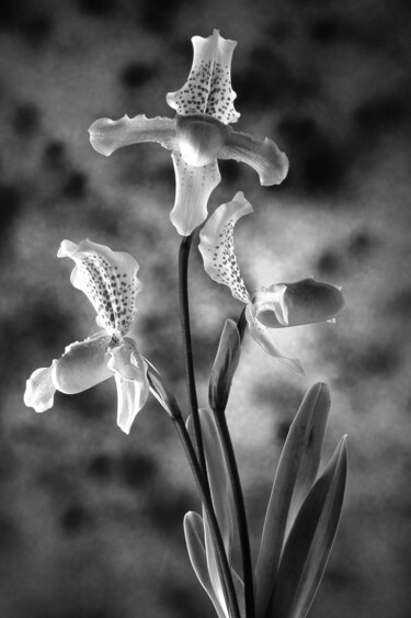 Fotografie mit dem Titel "Orchids#1" von Exors, Original-Kunstwerk, Analog Fotografie
