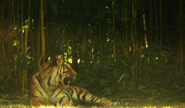Fotografia intitulada "tigre" por Fabrizio Avena, Obras de arte originais, Fotografia digital