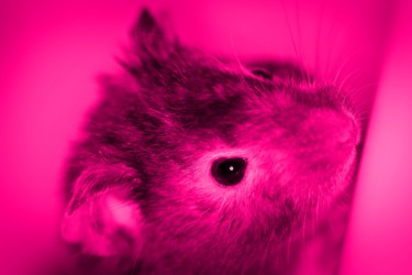 Fotografia intitulada "Rato rosa" por Fabiano Ignacio, Obras de arte originais
