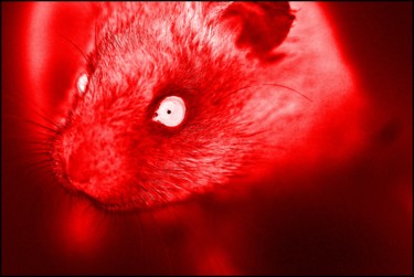 Fotografia intitulada "Rato vermelho" por Fabiano Ignacio, Obras de arte originais