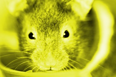Fotografia intitulada "Rato amarelo" por Fabiano Ignacio, Obras de arte originais