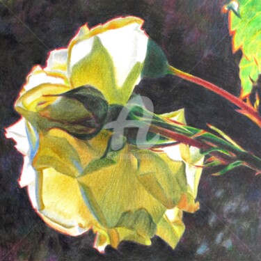 Dessin intitulée "Rose blanche - dess…" par Fabienne Monestier, Œuvre d'art originale, Crayon