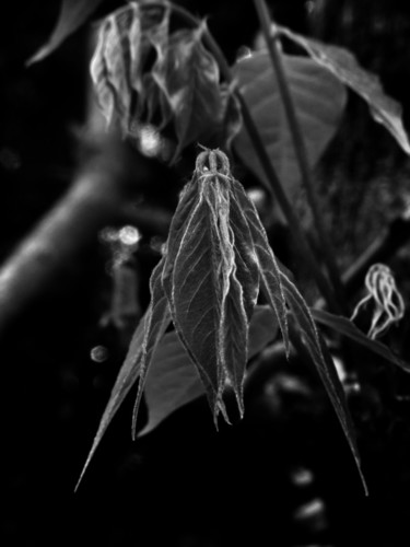 Photographie intitulée "The Leafmen (1)" par Fabrice Cadet, Œuvre d'art originale