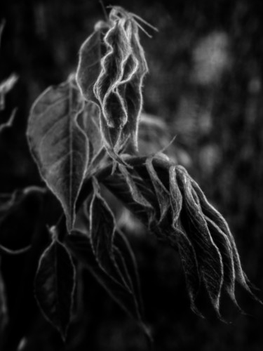 Photography titled "The Leafmen (3)" by Fabrice Cadet, Original Artwork