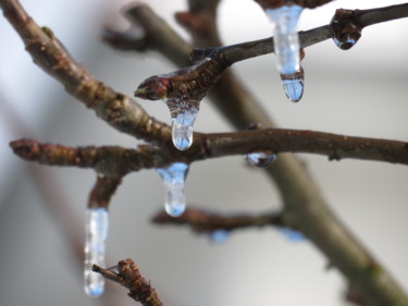 Photography titled "Bientôt le Printemps" by Fabrice Cadet, Original Artwork