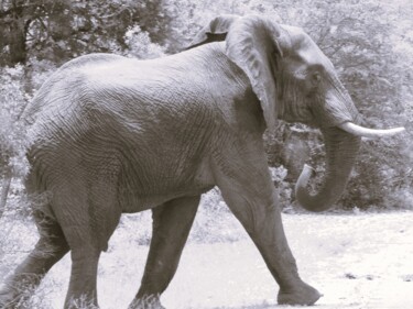 Photographie intitulée "L'éléphanteau" par Fabrice Meslin (Fabzoo), Œuvre d'art originale, Photographie numérique