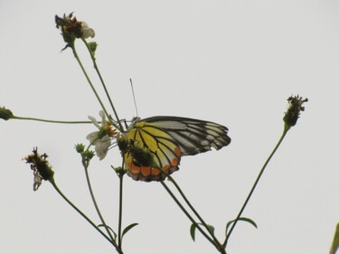 摄影 标题为“Le papillon” 由Fabrice Meslin (Fabzoo), 原创艺术品, 数码摄影