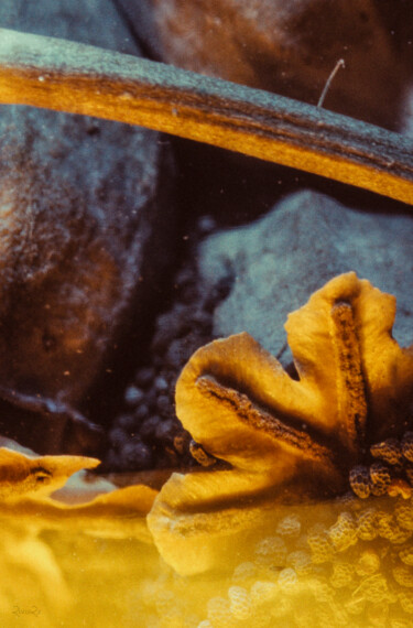 Fotografie mit dem Titel "Aqua-Tarabinoscope…" von Fabrice Rivière, Original-Kunstwerk, Analog Fotografie