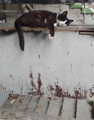 Fotografie mit dem Titel "lazy cat" von Fake Leonardo, Original-Kunstwerk, Digitale Fotografie