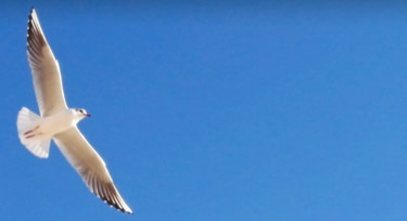 Photographie intitulée "Élégante mouette" par Fanny Touchet, Œuvre d'art originale